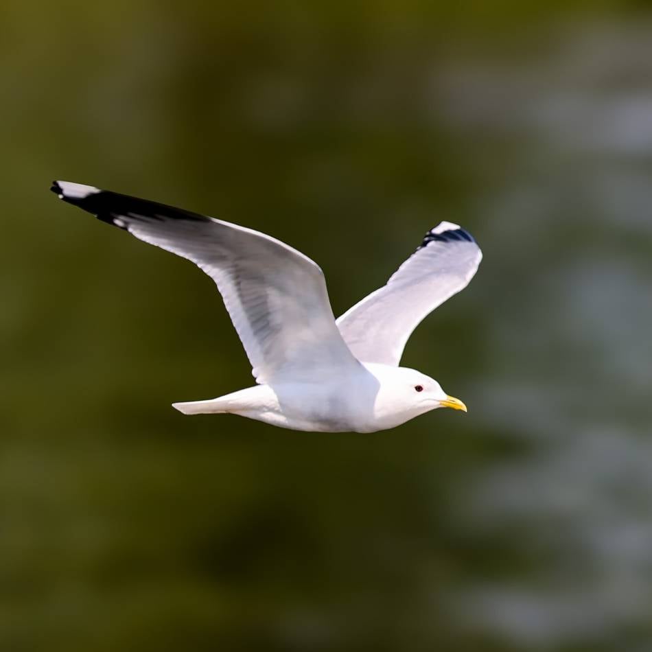 „Das war wichtiger als der Aufstieg“: Verrückte Szene aus der Türkei im Video – Fußballer reanimiert abgeschossene Möwe