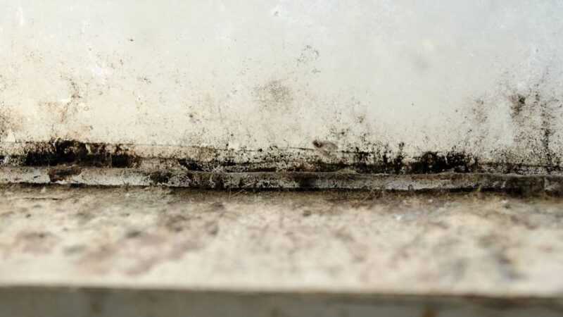 Verbraucherzentrale NRW: Schimmelbefall vorbeugen und beseitigen