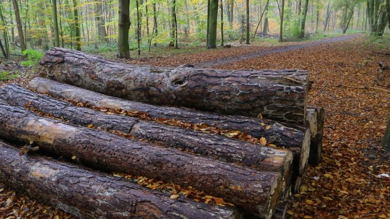 Waldgebiet im Städtedreieck Duisburg-Rheinberg-Moers: Im Baerler Busch beginnen Pflege- und Baumfällarbeiten