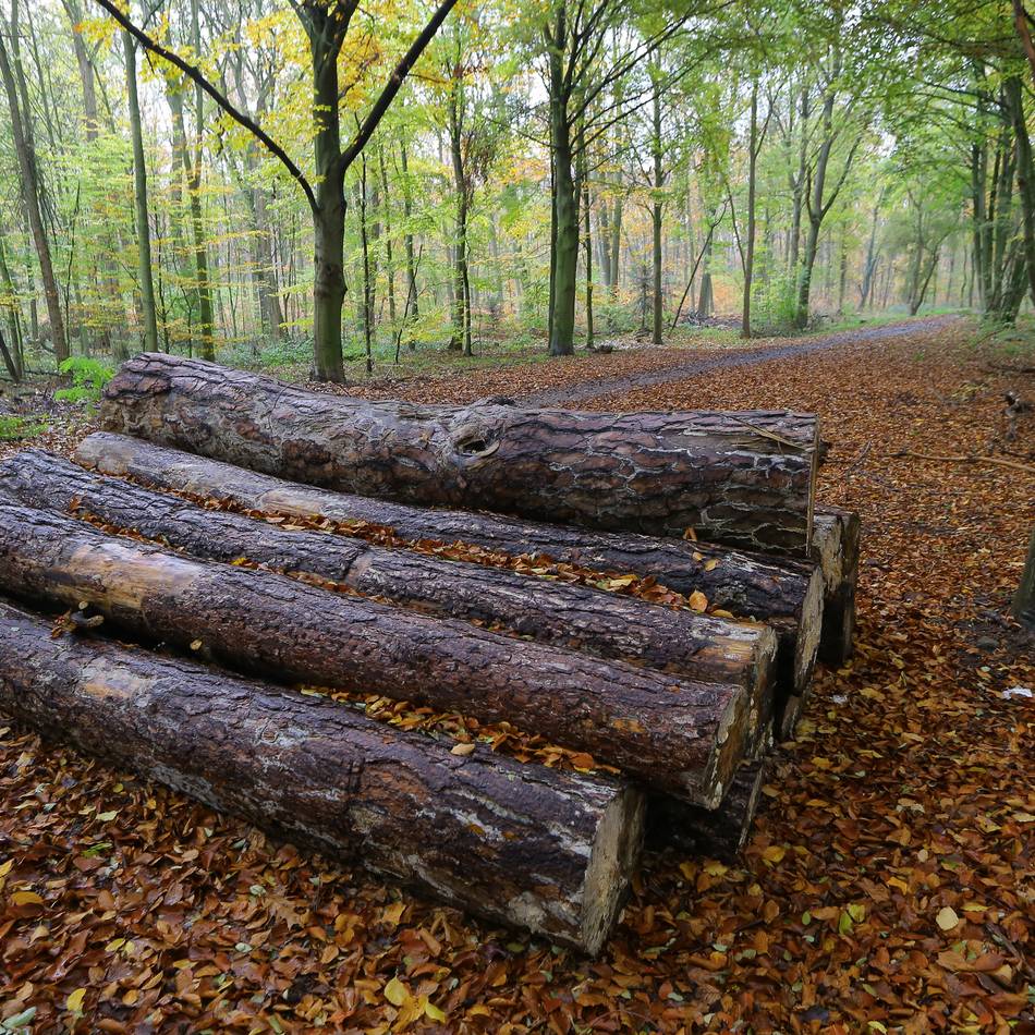 Waldgebiet im Städtedreieck Duisburg-Rheinberg-Moers: Im Baerler Busch beginnen Pflege- und Baumfällarbeiten