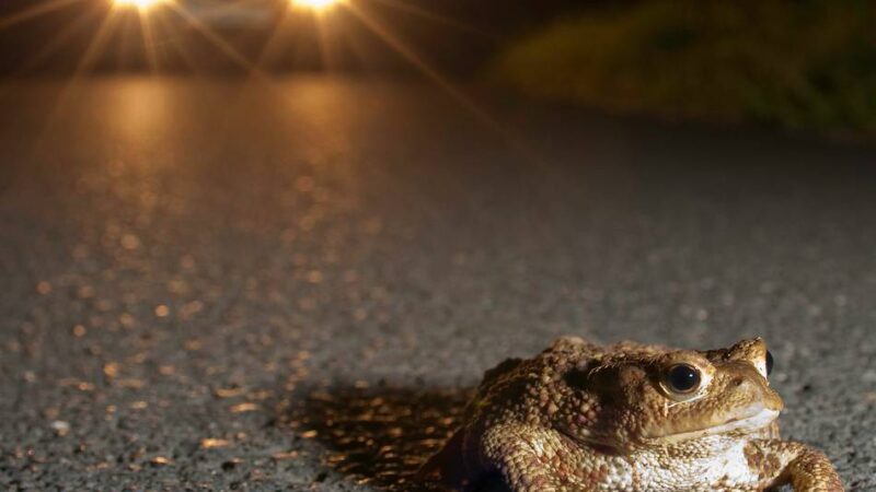 Wandernde Amphibien in Schwalmtal: Temporärer Zaun für dauerhaften Artenschutz