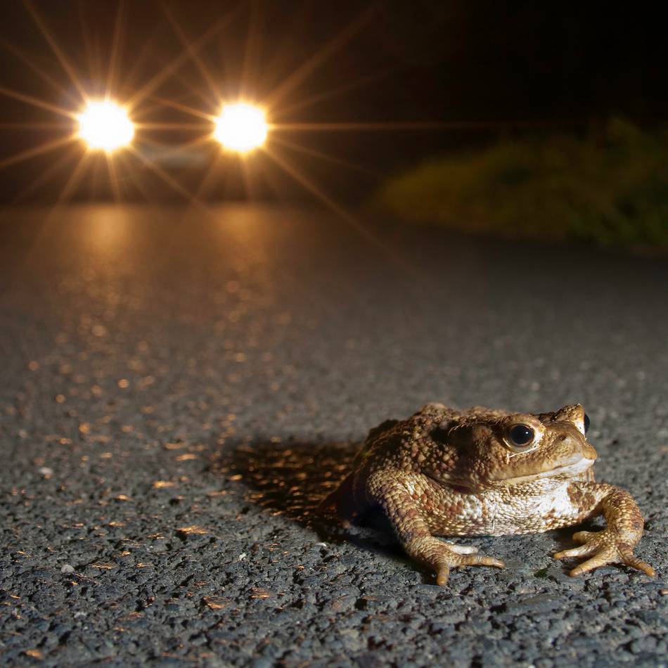 Wandernde Amphibien in Schwalmtal: Temporärer Zaun für dauerhaften Artenschutz