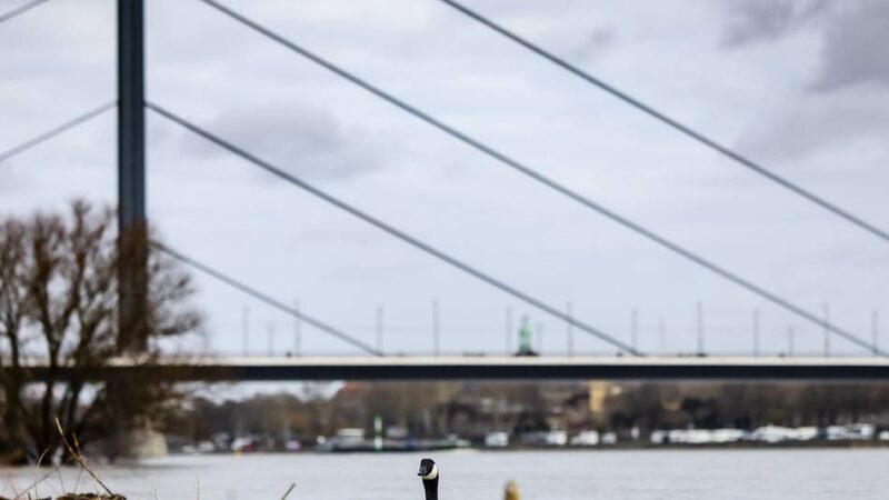 Hohe Pegelstände am Rhein: Hochwasser in NRW – das ist die aktuelle Lage