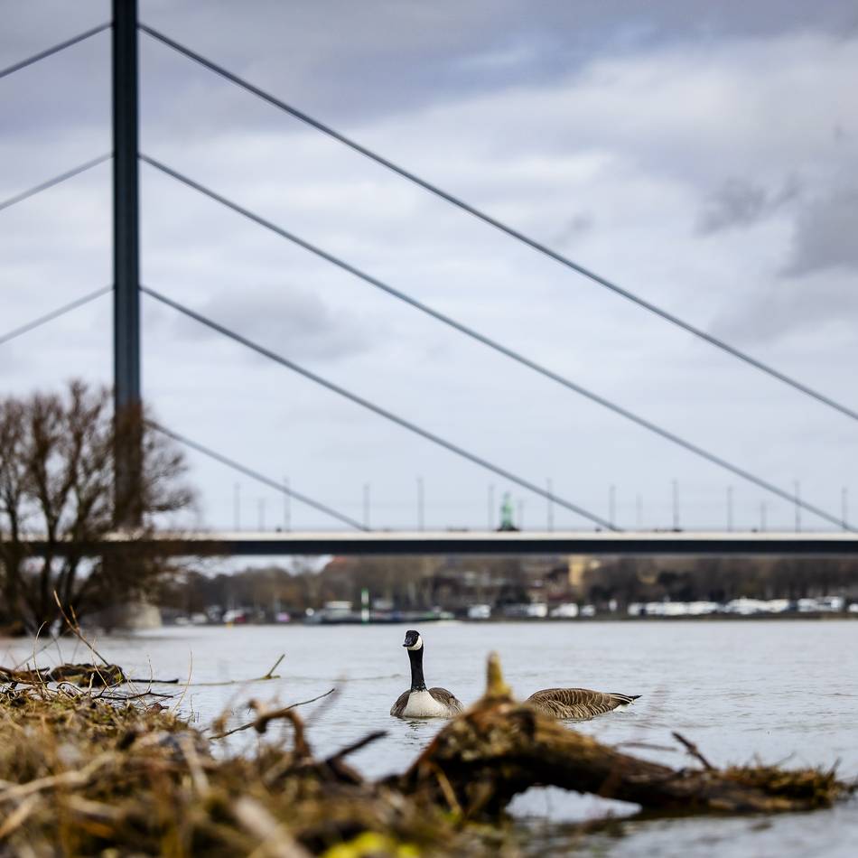 Hohe Pegelstände am Rhein: Hochwasser in NRW – das ist die aktuelle Lage