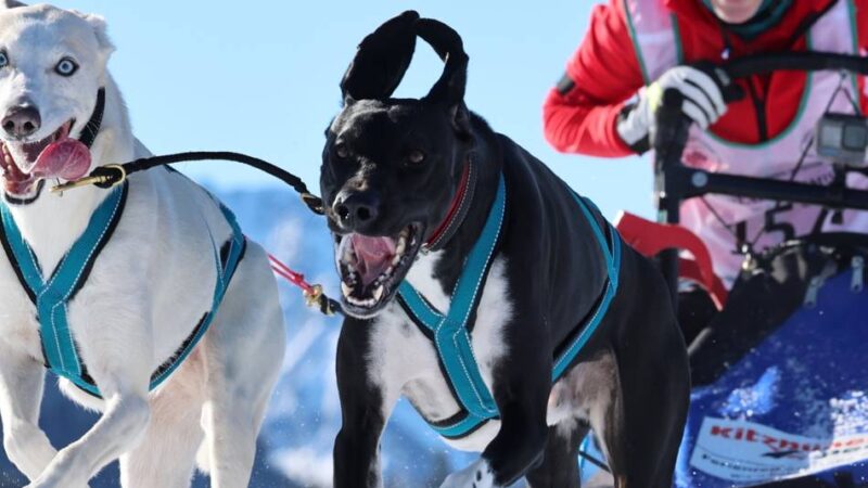 Dülkenerin bei Deutscher Meisterschaft im Schlittenhundrennen: Mit Pepe und Mikka aufs Siegertreppchen
