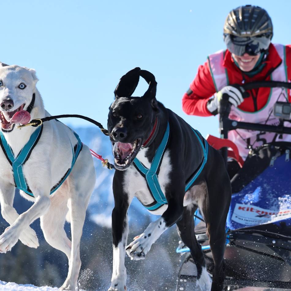 Dülkenerin bei Deutscher Meisterschaft im Schlittenhundrennen: Mit Pepe und Mikka aufs Siegertreppchen