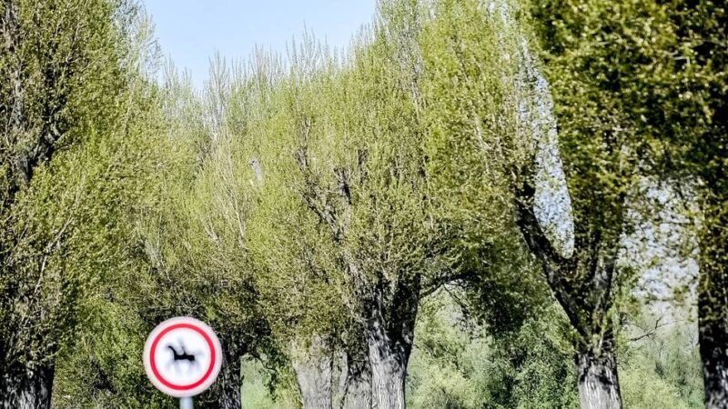 50 Neupflanzungen pro Jahr in Viersen geplant: Alt-Pappeln werden ersetzt