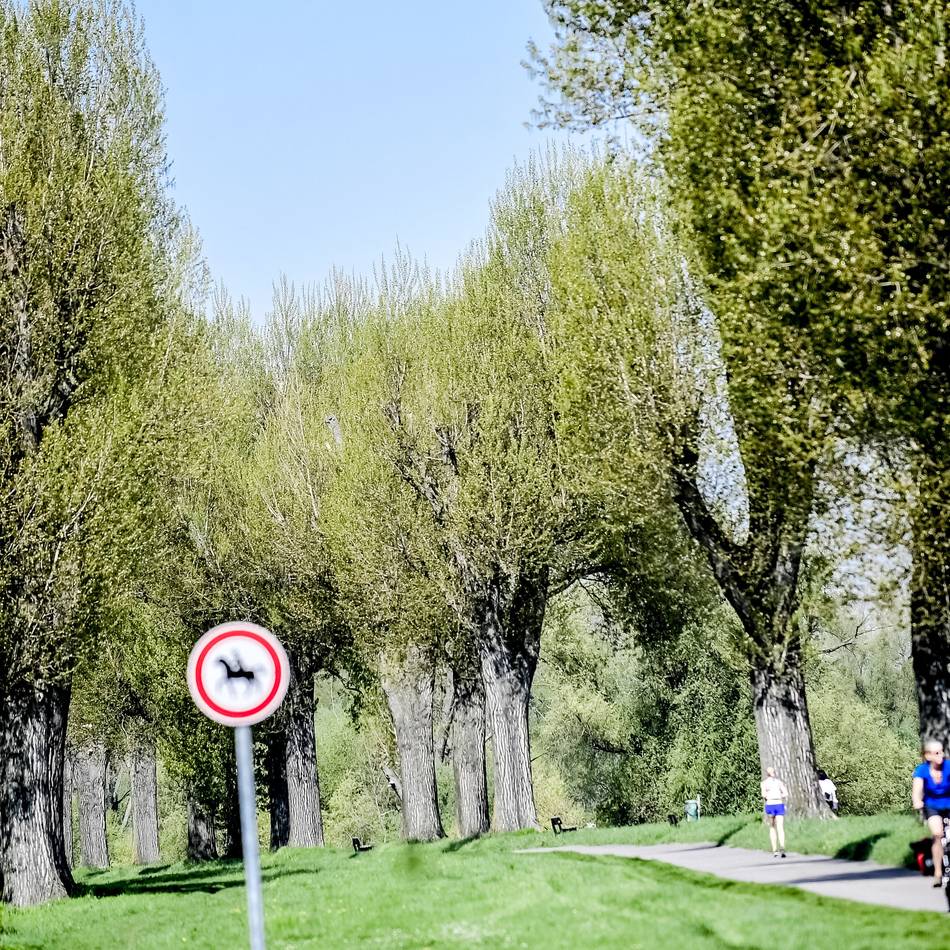 50 Neupflanzungen pro Jahr in Viersen geplant: Alt-Pappeln werden ersetzt