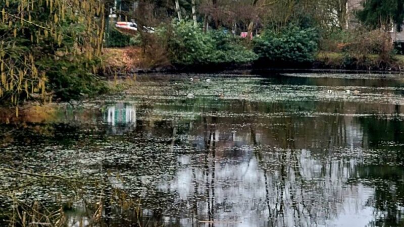 Stadt Hückeswagen stellt Machbarkeitsstudie vor: Was passiert mit dem „Sorgenkind“ Stadtparkteich?