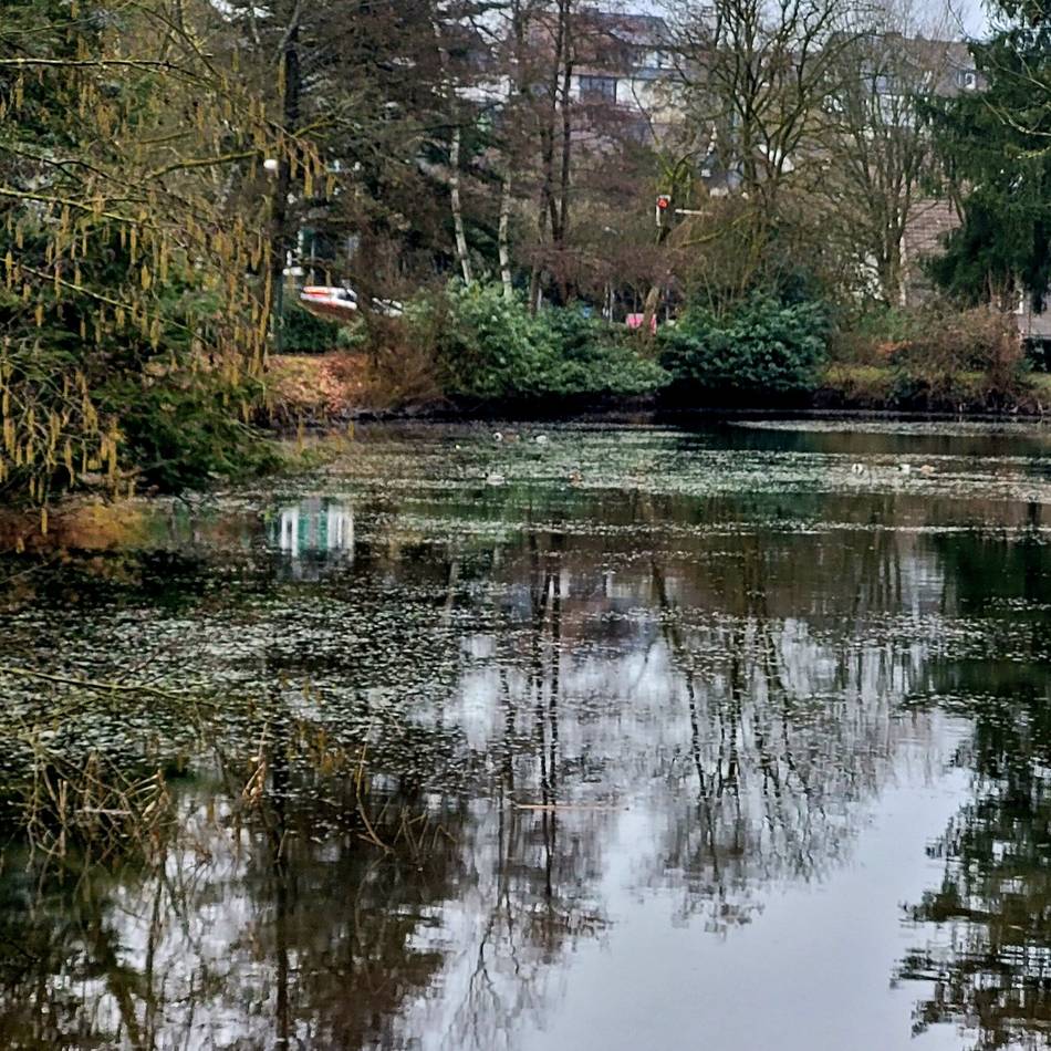 Stadt Hückeswagen stellt Machbarkeitsstudie vor: Was passiert mit dem „Sorgenkind“ Stadtparkteich?