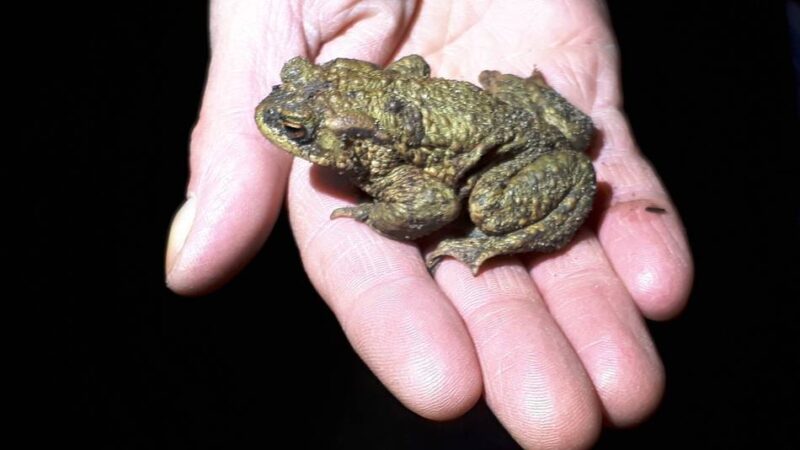 Krötenwanderung beginnt: Nabu sucht Amphibienretter