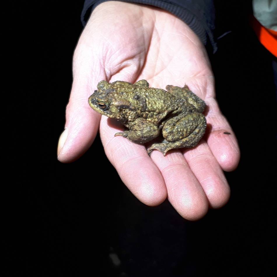 Krötenwanderung beginnt: Nabu sucht Amphibienretter