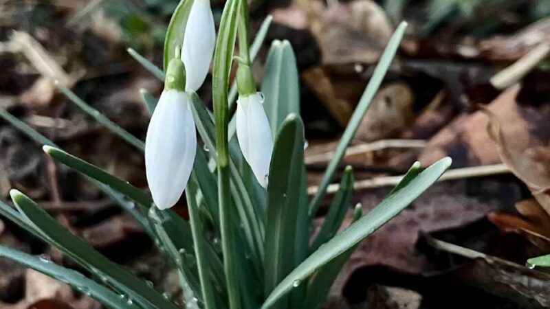 Schneeglöckchen & Co.: Erste Vorboten des Frühlings