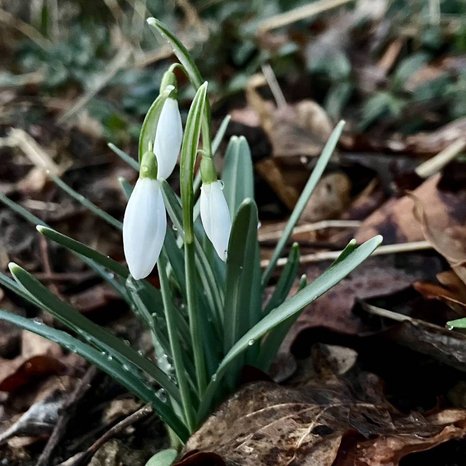 Schneeglöckchen & Co.: Erste Vorboten des Frühlings