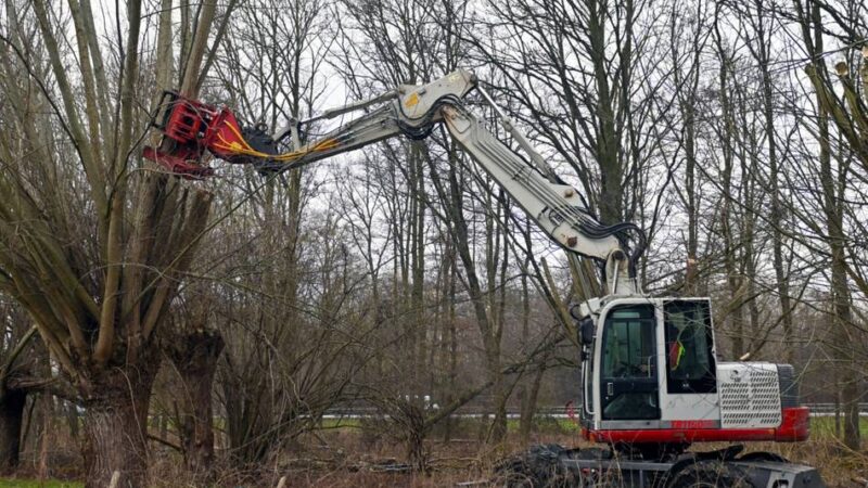 Pflegearbeiten in Schiefbahn: Schweres Gerät hilft bei der Kopfweidenpflege