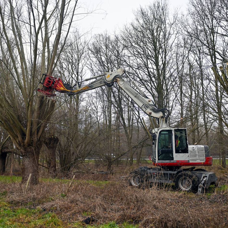 Pflegearbeiten in Schiefbahn: Schweres Gerät hilft bei der Kopfweidenpflege
