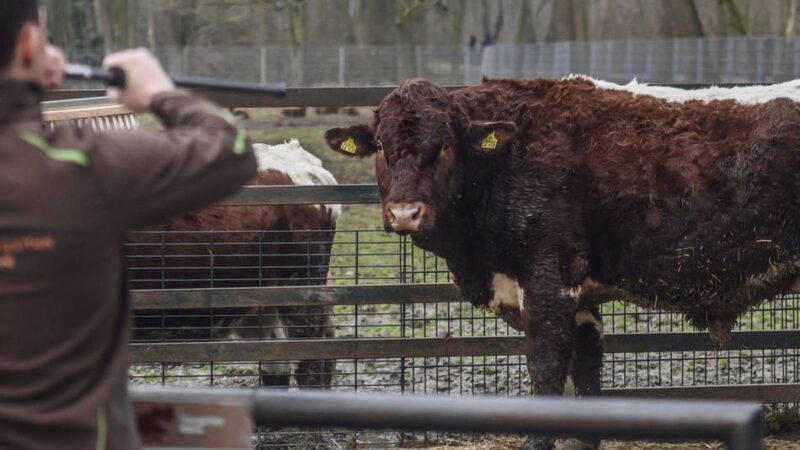 Zum Schutz der Tiere: Tiergarten Kleve impft gegen die Blauzungenkrankheit
