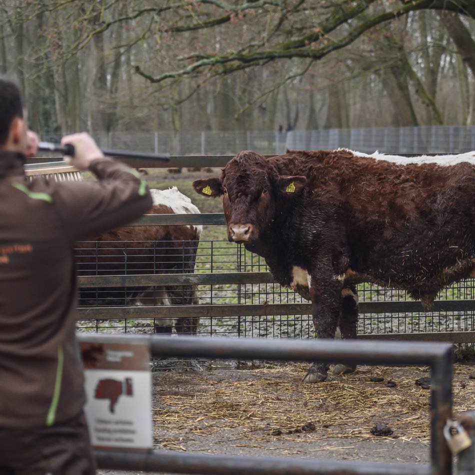 Zum Schutz der Tiere: Tiergarten Kleve impft gegen die Blauzungenkrankheit
