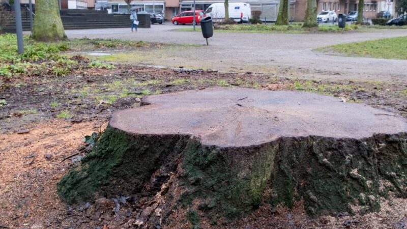 Im Mönchengladbacher Stadtgebiet: Mags fällt 151 Bäume – und pflanzt 302 neu