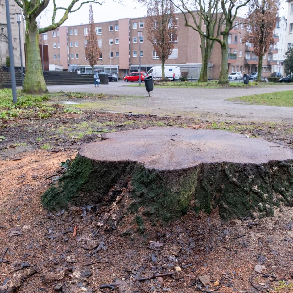 Im Mönchengladbacher Stadtgebiet: Mags fällt 151 Bäume – und pflanzt 302 neu