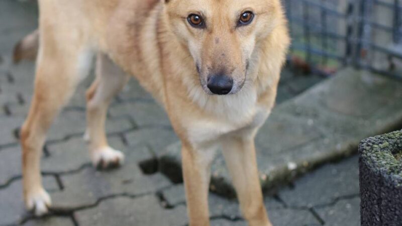 „Tier der Woche“ in Wermelskirchen: Ein „charmanter Plauderer“ sucht ein warmes Körbchen