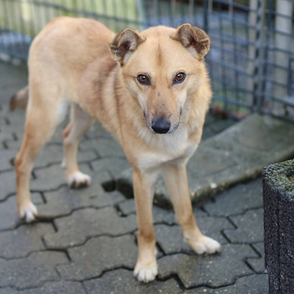 „Tier der Woche“ in Wermelskirchen: Ein „charmanter Plauderer“ sucht ein warmes Körbchen