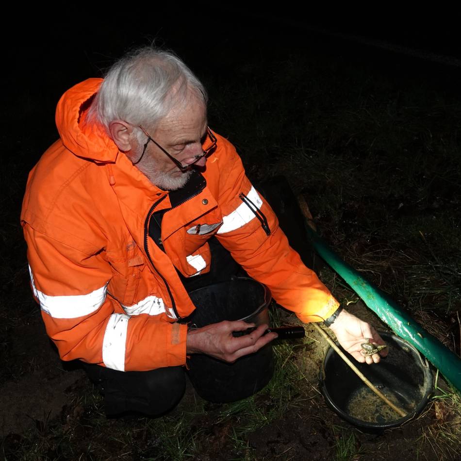 Nabu sucht ehrenamtliche Helfer: Start der Amphibien-Wanderung: Nächtliche Sperrungen in Geldern