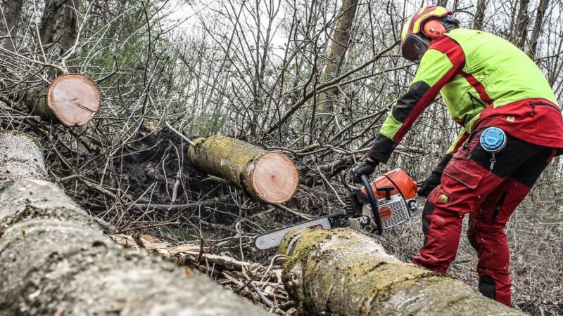 StadtGrün Nettetal: Die Eschen sterben – Rettungseinsatz am Nettebruch