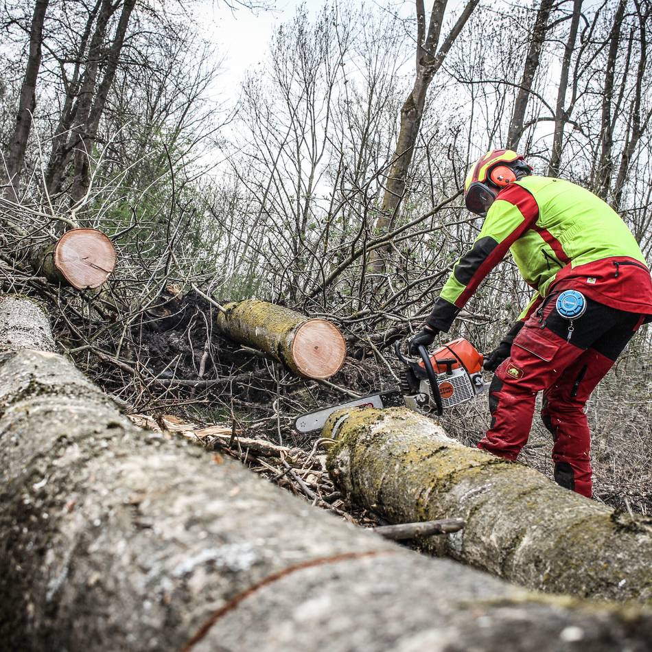 StadtGrün Nettetal: Die Eschen sterben – Rettungseinsatz am Nettebruch