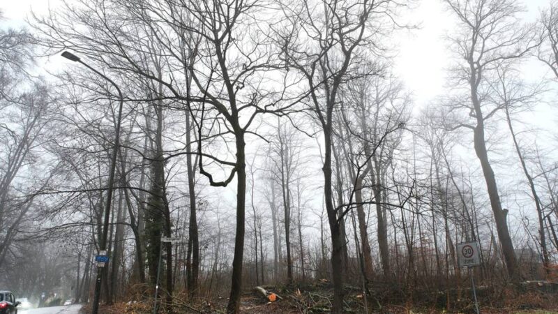 Baumfällungen in Heiligenhaus: Ab Freitag: Umleitung umgeht Rodungen im Werkerwald