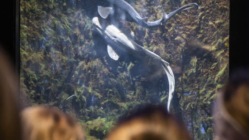 Sonderfütterung in Düsseldorf: Aus dem Speiseplan des Aquazoos – was fressen Katzenhaie, Krake & Co.?