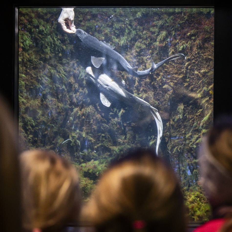 Sonderfütterung in Düsseldorf: Aus dem Speiseplan des Aquazoos – was fressen Katzenhaie, Krake & Co.?