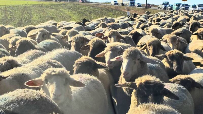 „Foto der Woche“ aus Wermelskirchen: Schafherde „blökiert“ Landesstraße