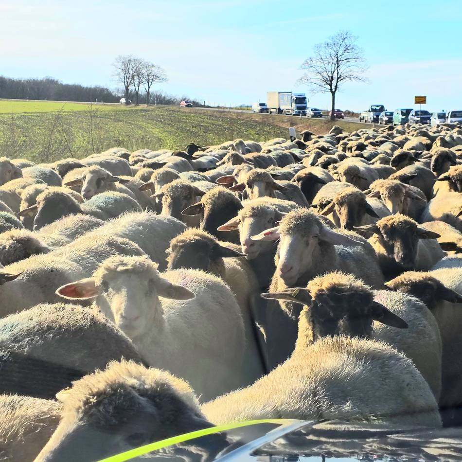 „Foto der Woche“ aus Wermelskirchen: Schafherde „blökiert“ Landesstraße