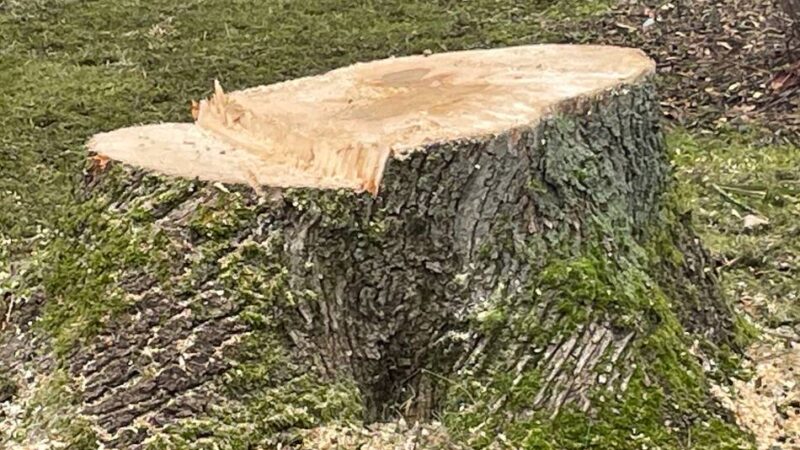 Bauvorhaben in Meerbusch: Wut über gefällten Baum in Osterath