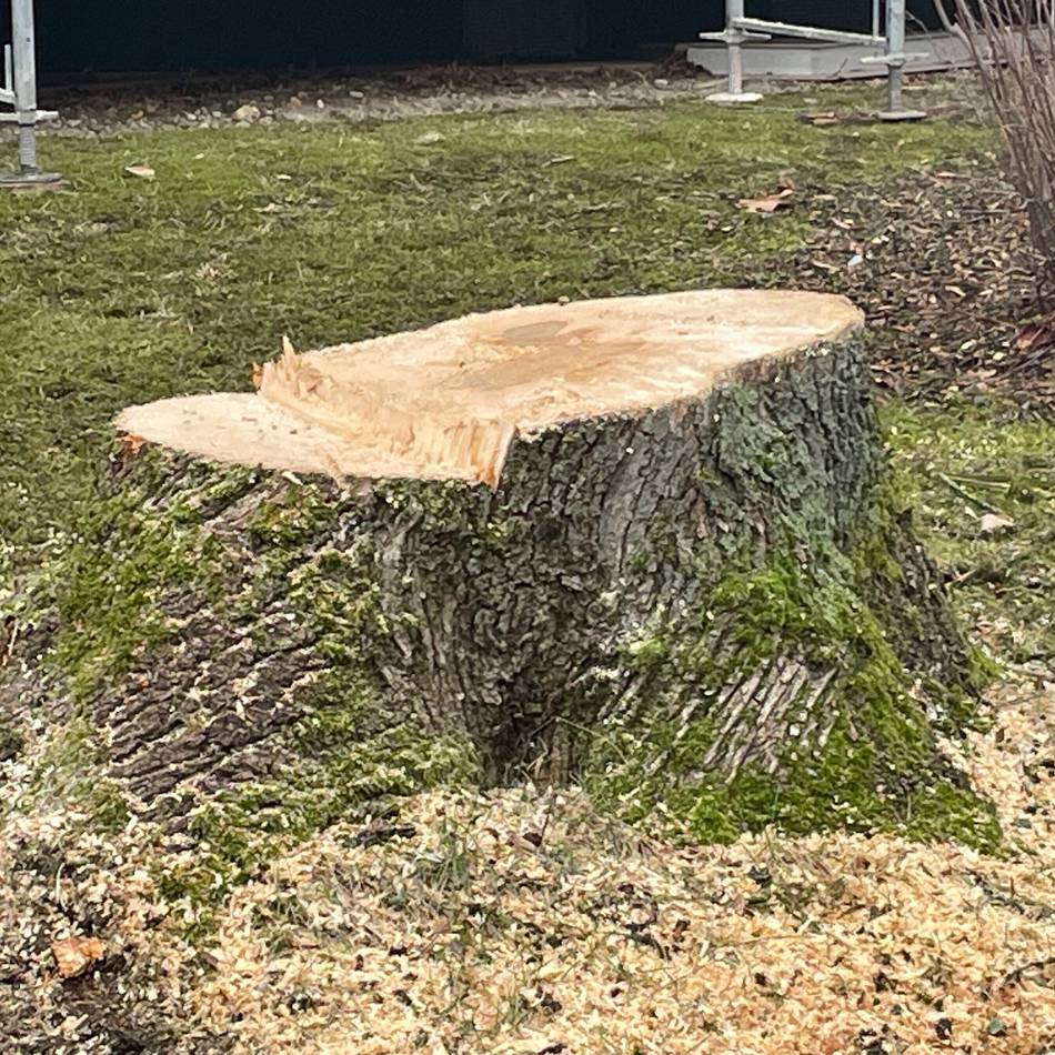 Bauvorhaben in Meerbusch: Wut über gefällten Baum in Osterath