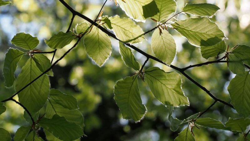 Wissenswertes über die heimische Baumart: Naturschutzbund lädt zur zweiten Viersener Buchentagung