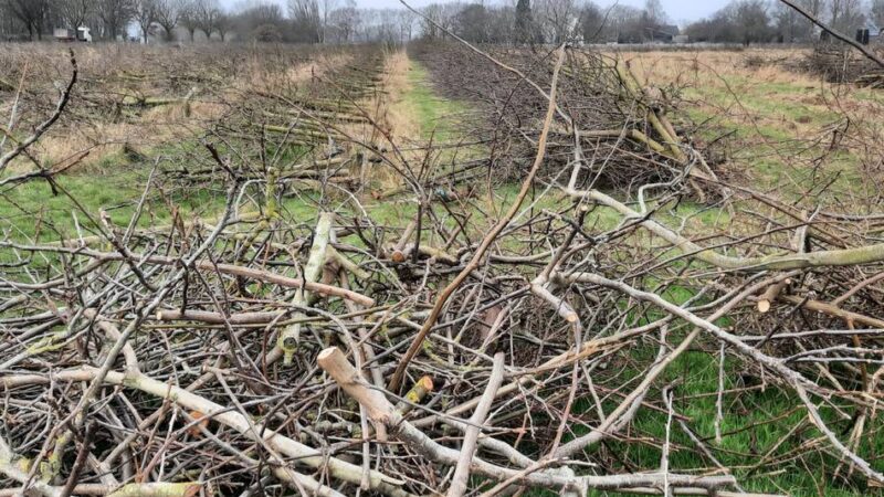 Fläche so groß wie vier Fußballfelder: Kahlschlag auf Weseler Bio-Apfelplantage – das sind die Gründe