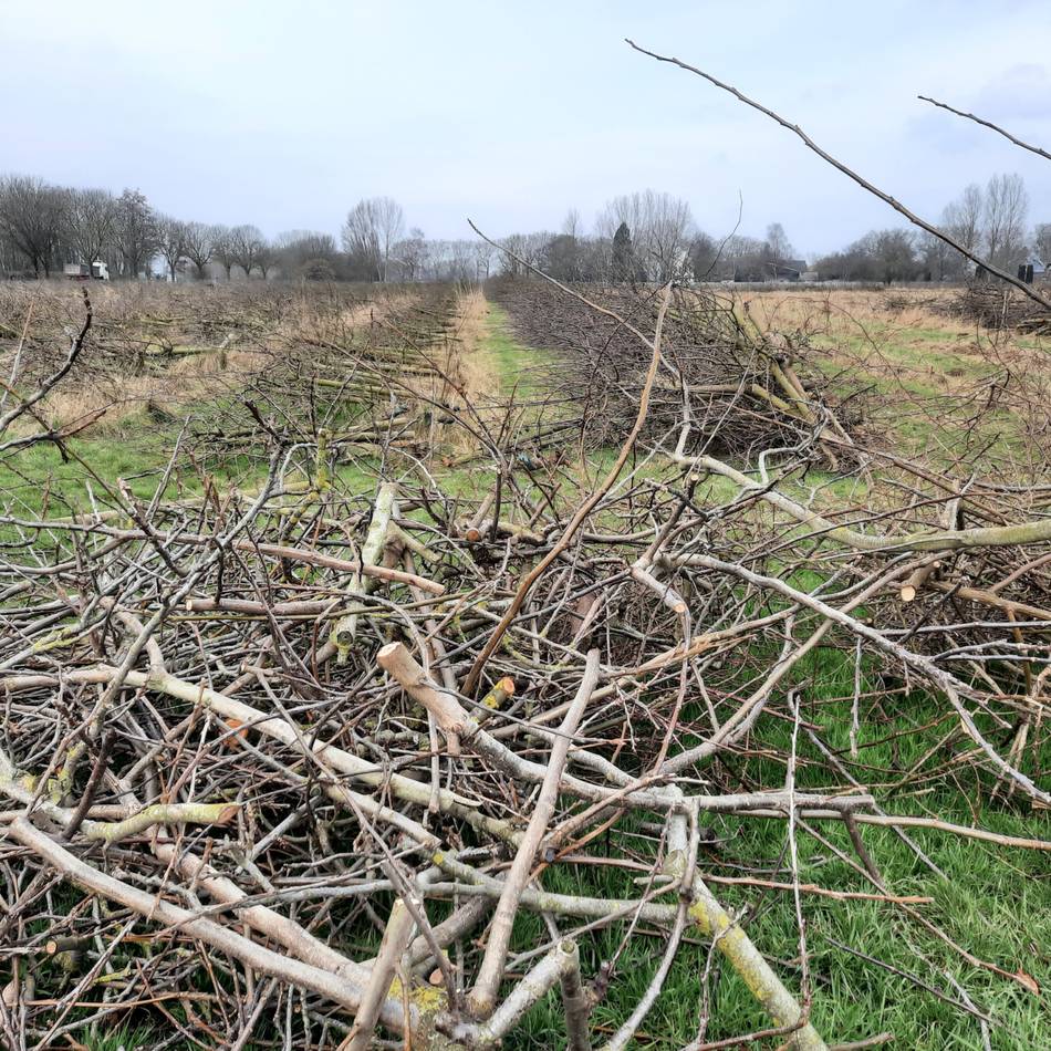 Fläche so groß wie vier Fußballfelder: Kahlschlag auf Weseler Bio-Apfelplantage – das sind die Gründe