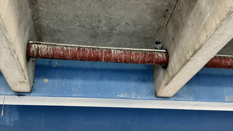 Projekte zur Taubenvergrämung: Taubenschläge auch für Benrath und Holthausen