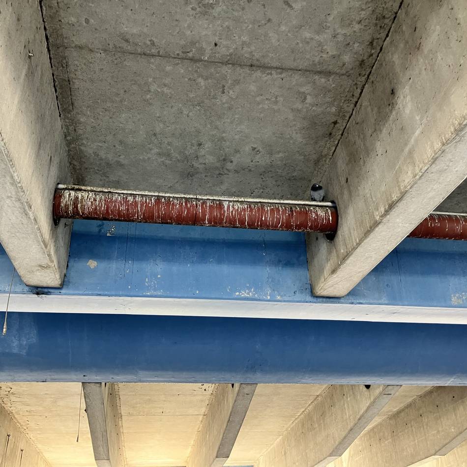 Projekte zur Taubenvergrämung: Taubenschläge auch für Benrath und Holthausen