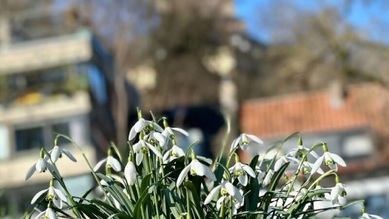 Sonneschein und erste Blüten: Ein erster Hauch von Frühling im Kreis Kleve