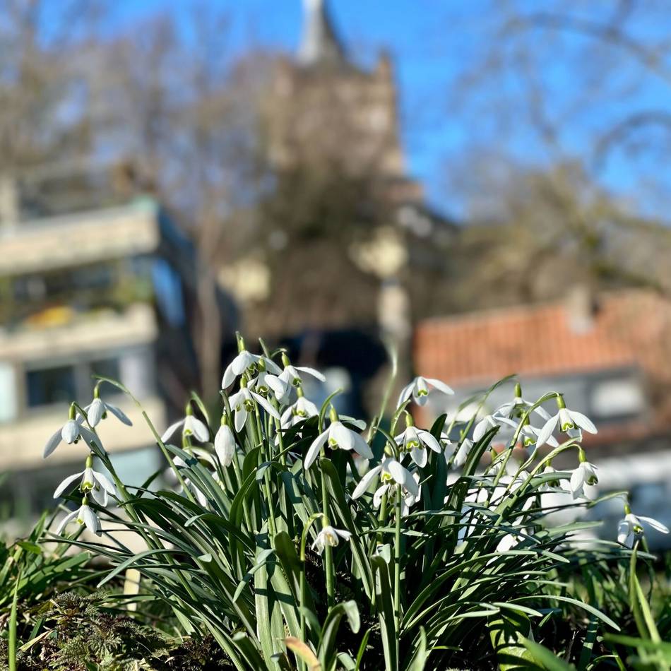 Sonneschein und erste Blüten: Ein erster Hauch von Frühling im Kreis Kleve