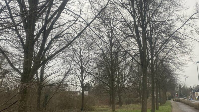 Vorläufige Entscheidung gefallen: Meerbusch gründet eine Wohnungsbaugenossenschaft