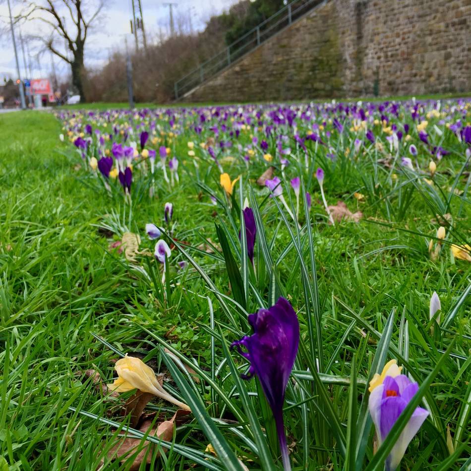 Endlich wärmer in Mönchengladbach: Frühling, ja du bist’s …