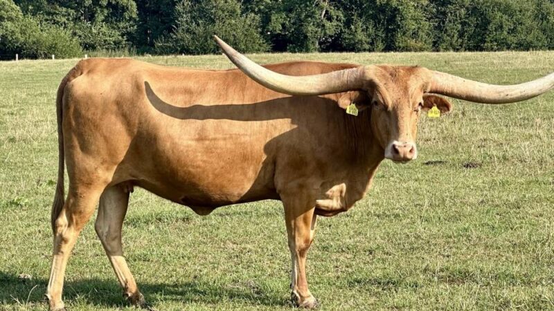 Prärieflair in Nettetal-Hinsbeck: Jenneskeshof setzt auf Texas‑Longhorns