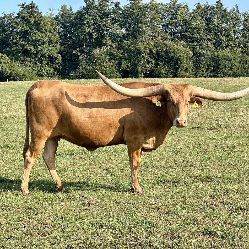 Prärieflair in Nettetal-Hinsbeck: Jenneskeshof setzt auf Texas‑Longhorns