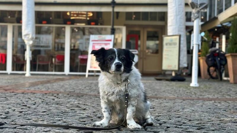 Test in Moers: So hundefreundlich sind die Cafés in der Innenstadt
