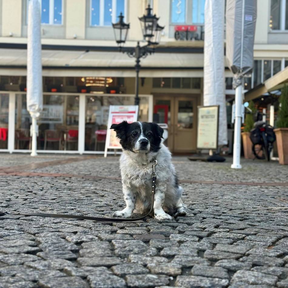 Test in Moers: So hundefreundlich sind die Cafés in der Innenstadt