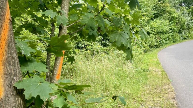 Auf Wermelskirchener Stadtgebiet: Baumfällungen auf der Balkantrasse starten